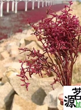 景观盐碱地红色海滩植物种子