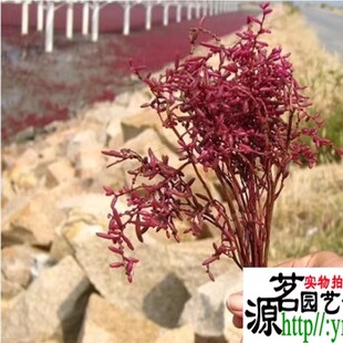 黄须菜海英菜种子红色海滩涂植物翅碱蓬草种子盐地碱蓬卤蓬皇席菜