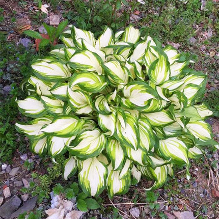 耐寒耐旱观叶地被植物金边花叶玉簪花室内盆栽花卉花坛多年生绿植