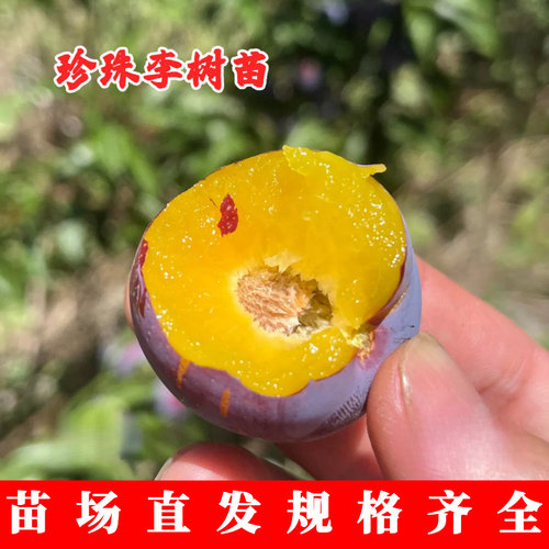 珍珠李子树苗庭院地栽嫁