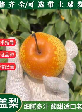 东北耐寒冻梨花盖梨树苗