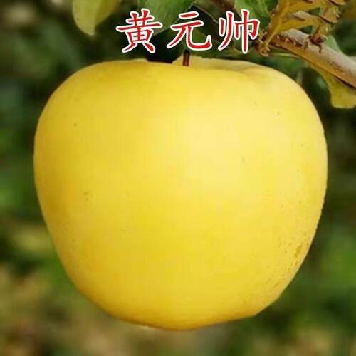 黄元帅苹果树苗地栽金冠