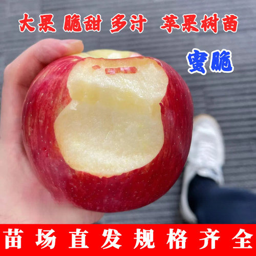 嫁接8月成熟脆甜苹果树苗