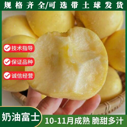奶油富士苹果树苗嫁接面