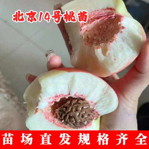 桃树果苗平谷大脆甜离核
