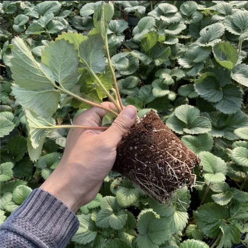 黑珍珠草莓苗耐寒新品种阳台庭院四季草莓苗常绿南方北方当年采摘