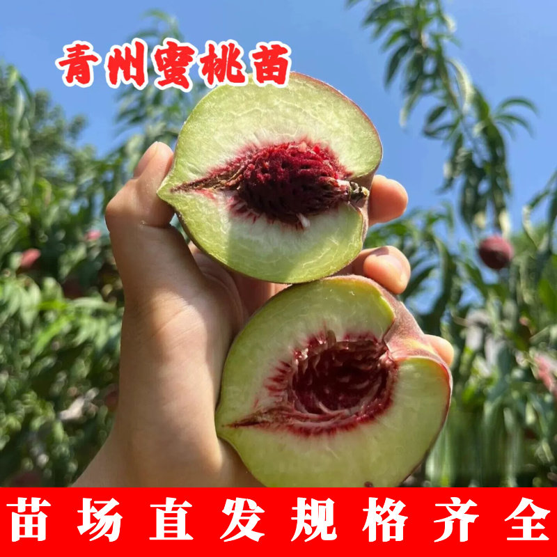 特晚熟脆甜小冬桃果苗贡桃青州蜜桃苗嫁接冬雪蜜桃树苗果树苗木种