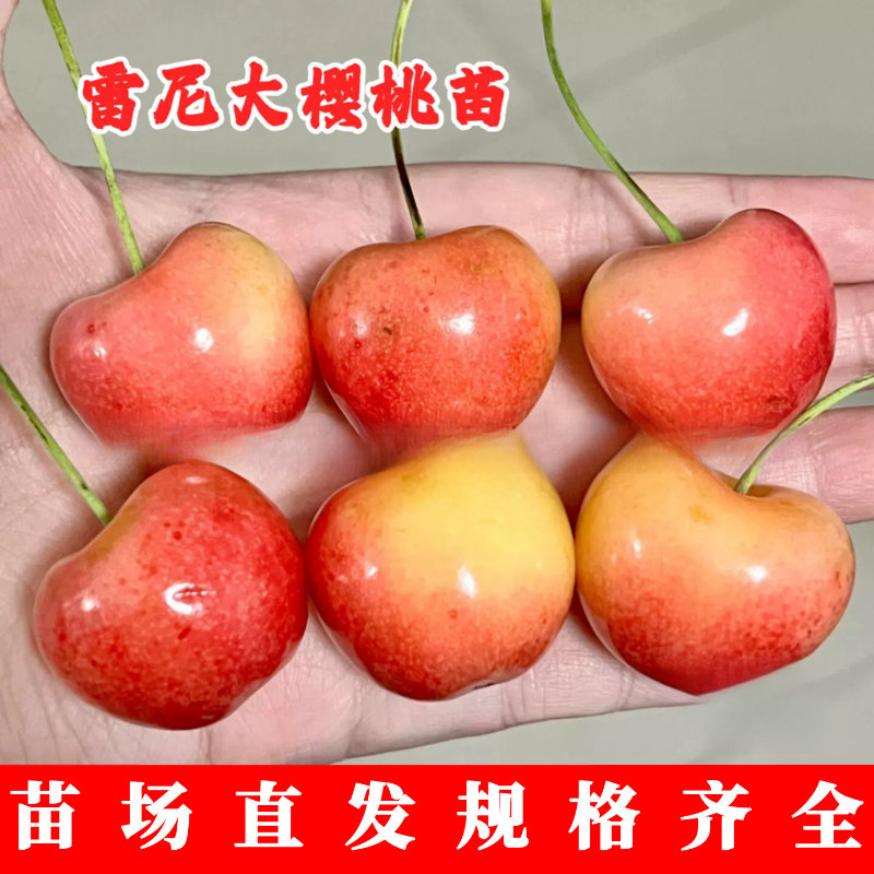 特大脆甜黄金车厘子苗皇家雷尼樱桃树苗蕾妮黄车樱桃苗果树苗木种