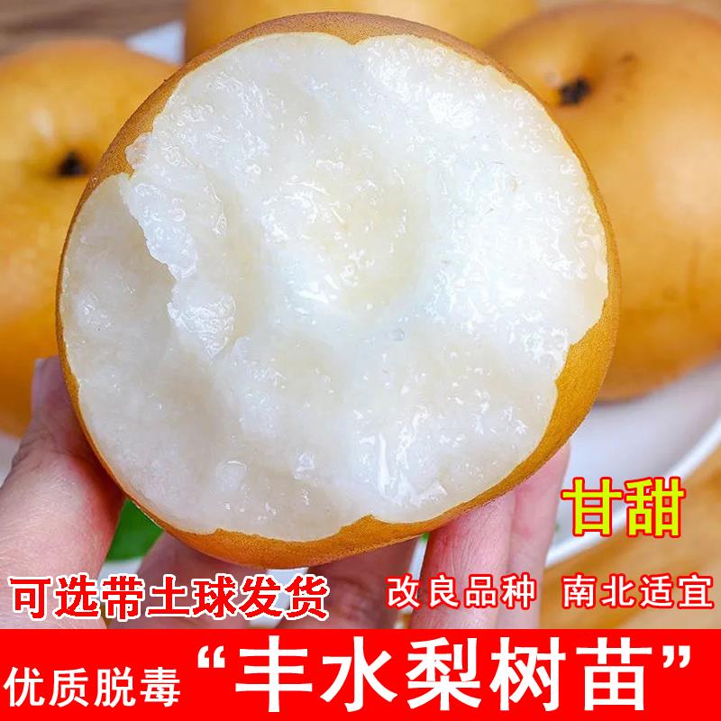 丰水梨树苗晚熟黄金梨秋月梨苗盆栽地栽南北方种当年结果果树果苗