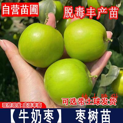 牛奶枣树活苗嫁接特大大青枣树果苗南北方庭院种植盆地栽当年结果