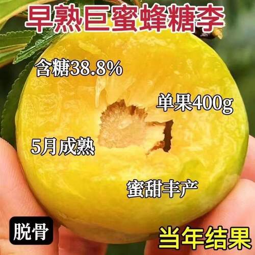 李子树苗嫁接特大早熟蜂