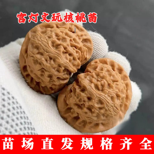 涞水宫灯狮子头文玩核桃
