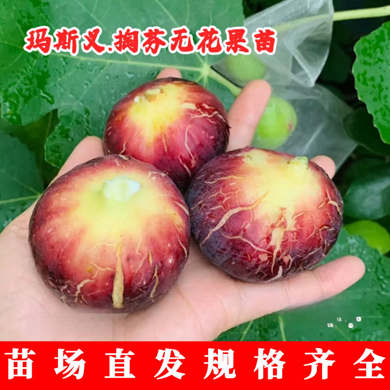 大玛无花果树苗盆栽地栽高产特大玛斯义陶芬无花果苗果树苗木种植