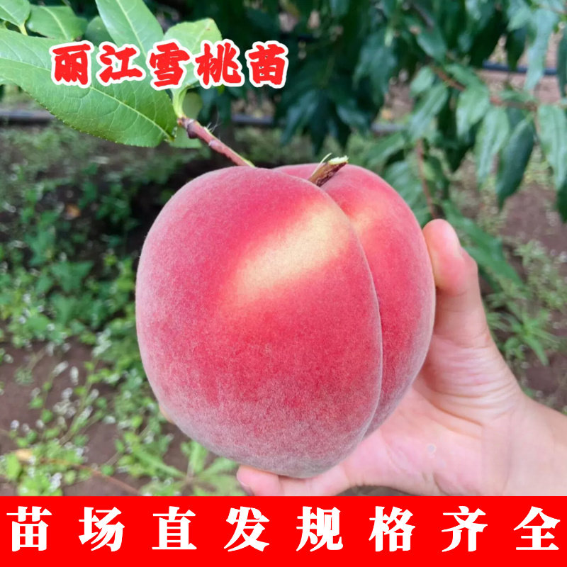 嫁接晚熟冬桃树苗丽江雪桃苗特大王桃脆甜冬雪蜜桃树苗果树苗木种