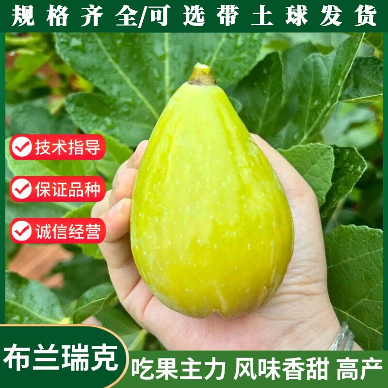 布兰瑞克无花果树苗当年结果全年盆栽特大无花果苗地栽水果树苗种