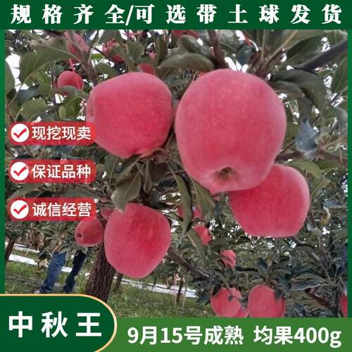 中秋王苹果苗嫁接红富士