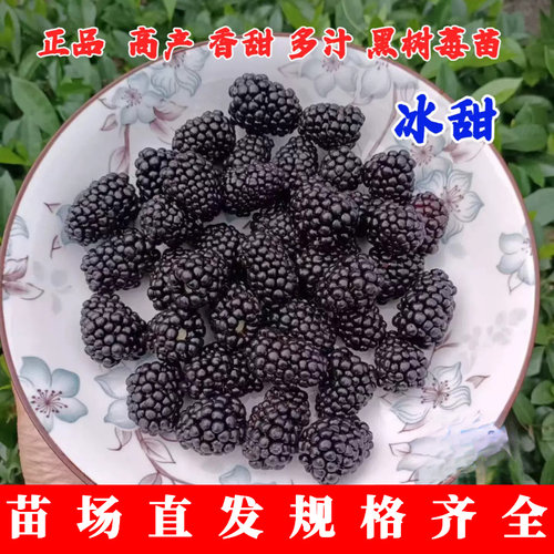 双季黑莓树苗冰甜南北方