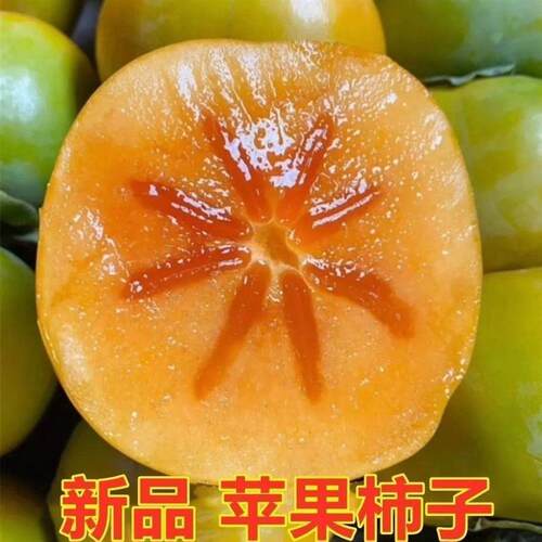 苹果柿子脆甜苗盆栽嫁接