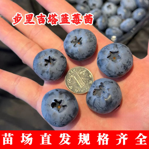 晚熟布里吉塔蓝莓树苗带