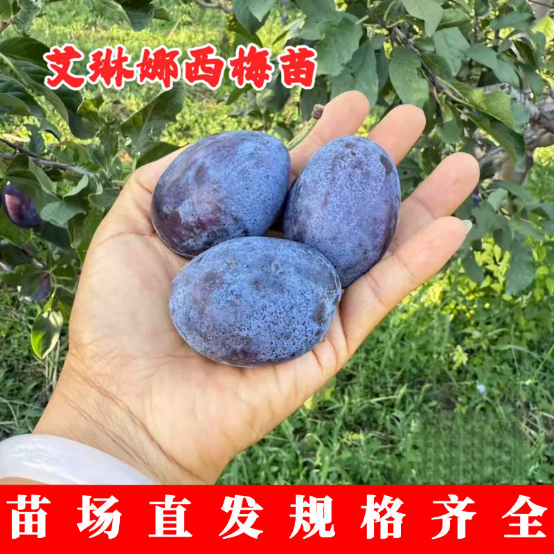 艾琳娜西梅苗南北方庭院图片
