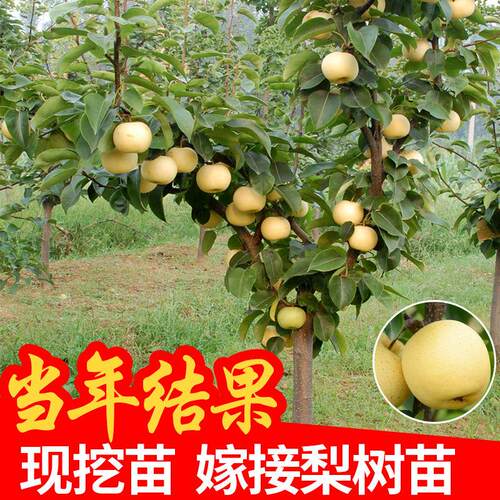 梨树果苗秋月梨翠冠嫁接