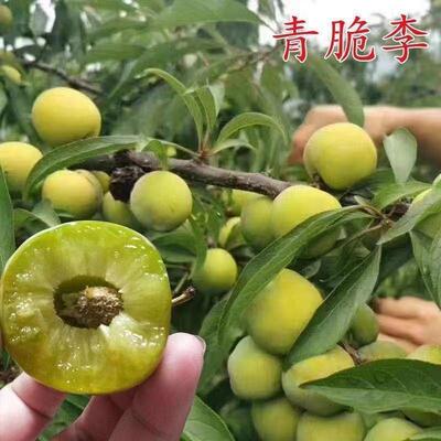 四川晚熟青脆李树苗脱骨