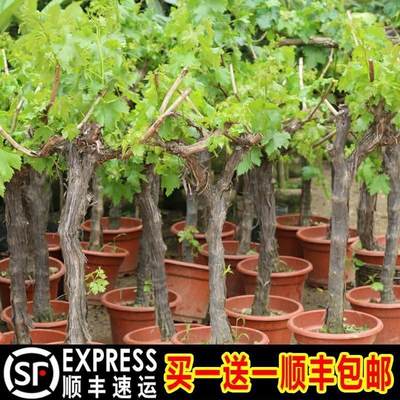 葡萄树苖阳光玫瑰葡萄树苖特大爬藤巨峰南方北方种植无核蓝宝石苖