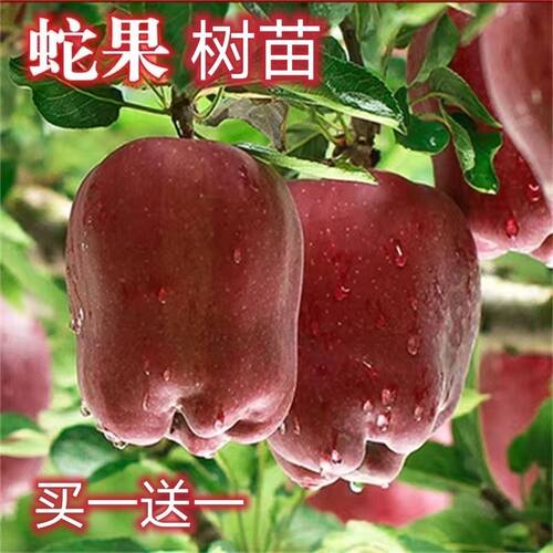 新品种蛇果苹果树苗正宗