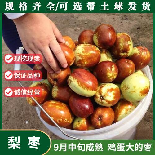 特大中华大梨枣树苗嫁接