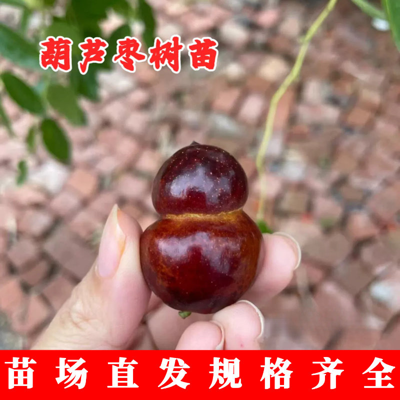 葫芦枣苗嫁接枣树活苗冰糖甜枣苗圆冬枣子树苗盆栽地栽当年结果苗