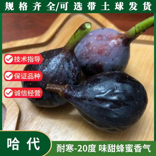 哈代无花果树苗高耐寒糖