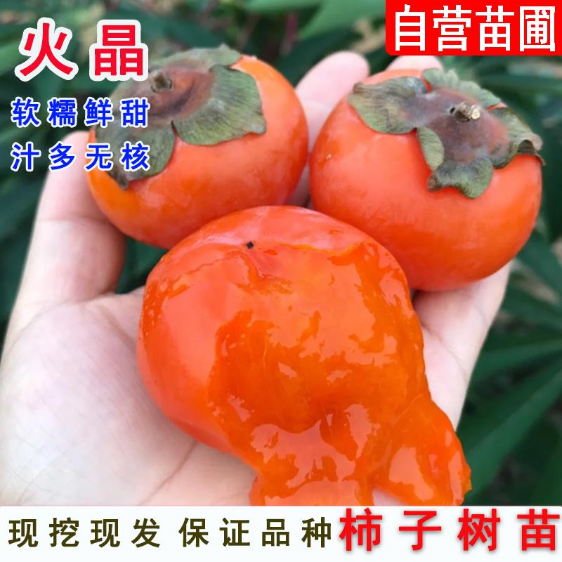嫁接临潼火晶柿子树苗软柿树苗南方北方庭院种植地栽盆栽当年结果