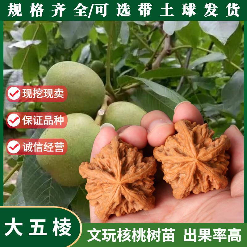 嫁接文玩核桃树苗王勇大五棱海星核桃苗青皮麻核桃树苗当年挂果