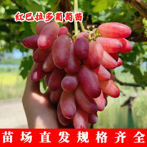红巴拉多葡萄树苖南北方