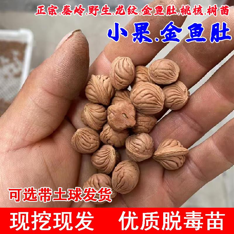 秦岭野生浅龙纹桃核树苗小籽雕刻脑纹金鱼肚文玩桃核苗南北方种植