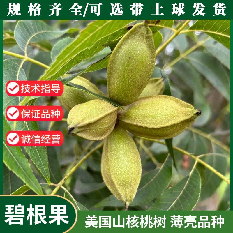 嫁接碧根果树果苗美国山