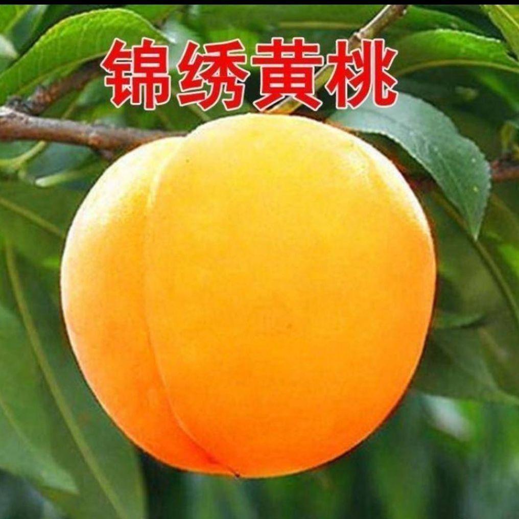 嫁接桃树晚熟黄桃秋蜜黄桃树特大脆甜黄金冬桃树苗盆栽地栽全年