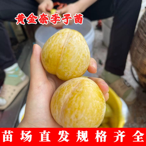 特大李树果苗嫁接黄金奈