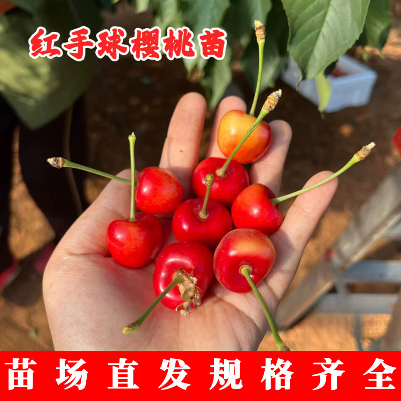 耐寒红手球樱桃树苗特大黄金车厘子苗抗冻脆甜大樱桃苗果树苗木种
