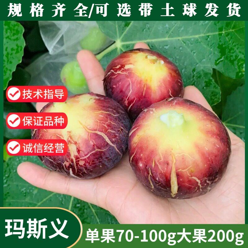 无花果树苗盆栽玛斯义陶芬无花果苗水果树苗种植无花果苗当年结果