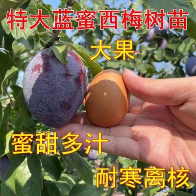 西梅树苗嫁接甜蜜皇后李