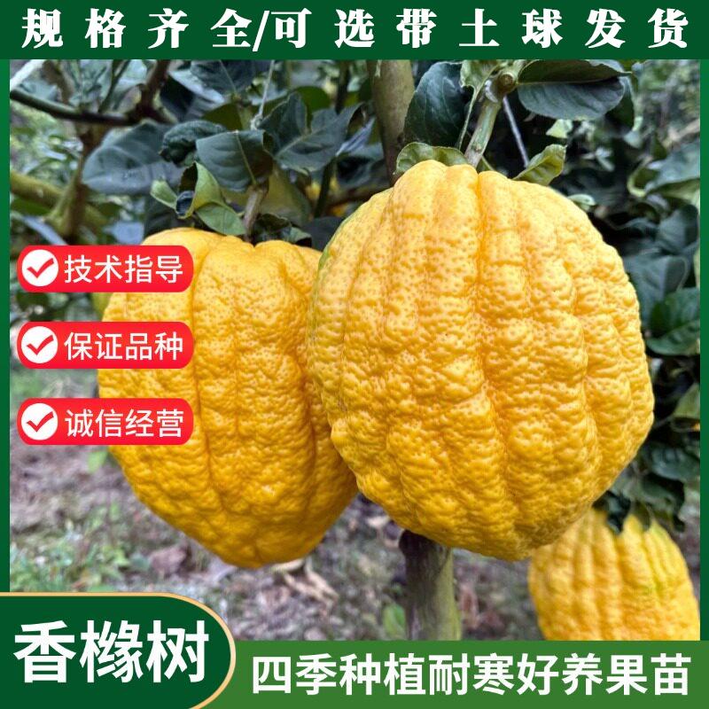特大果香橼树苗四季种植图片