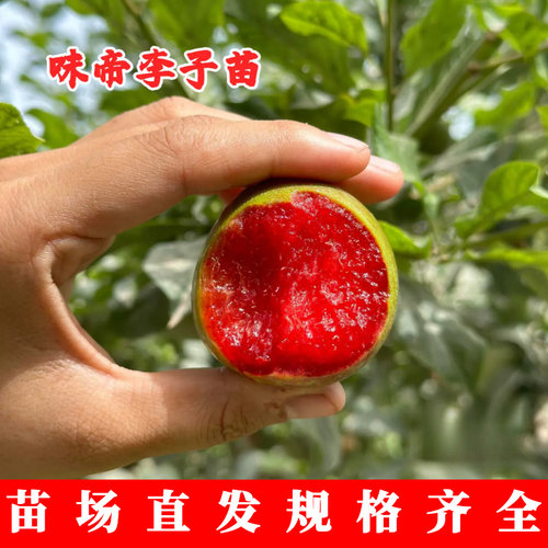 嫁接红肉恐龙蛋李树果苗