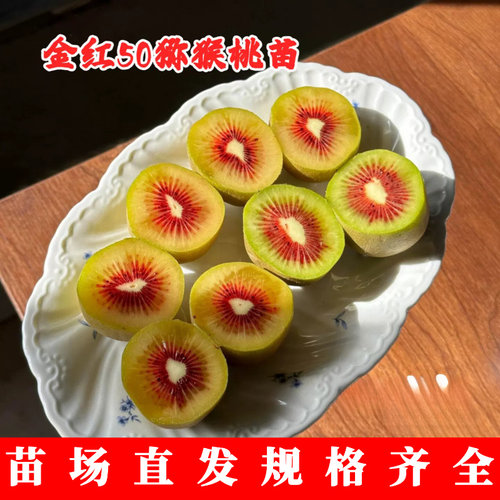 金红50猕猴桃苗嫁接红心