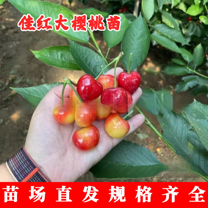 黄金车厘子树苗嫁接脆甜佳红樱桃树苗盆栽庭院樱桃苗果树苗木种植