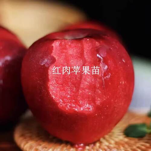 新疆阿克苏红肉苹果嫁接