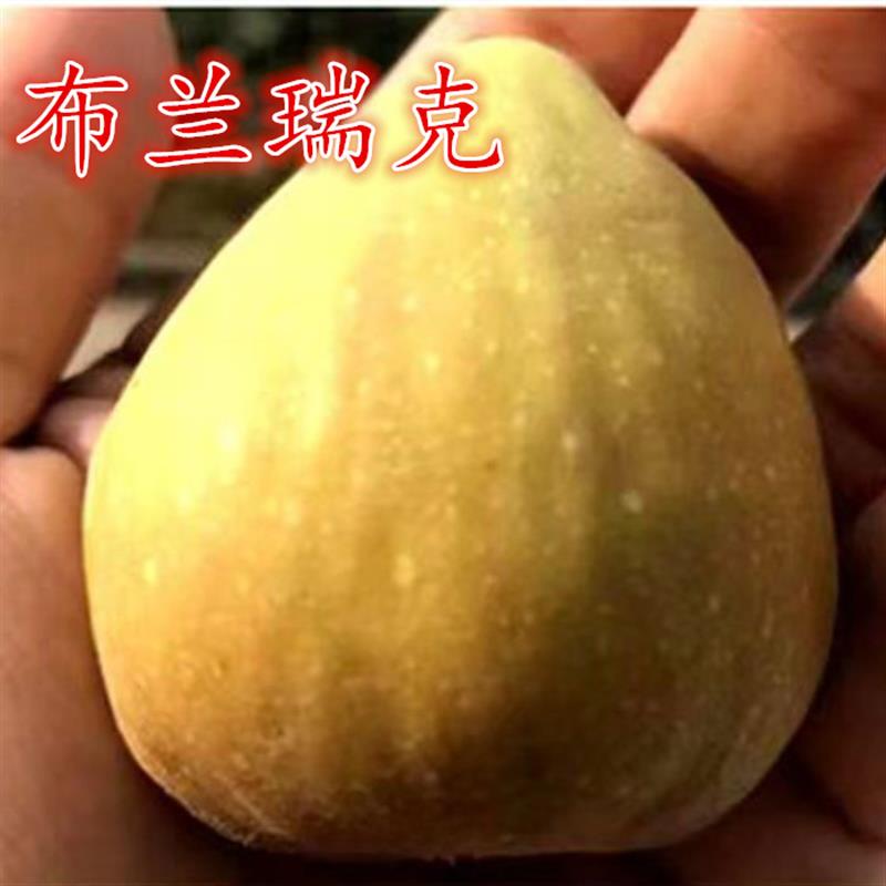 新品种正宗布兰瑞克无花果树苗金傲芬无花果树苗盆栽地栽水果树苗