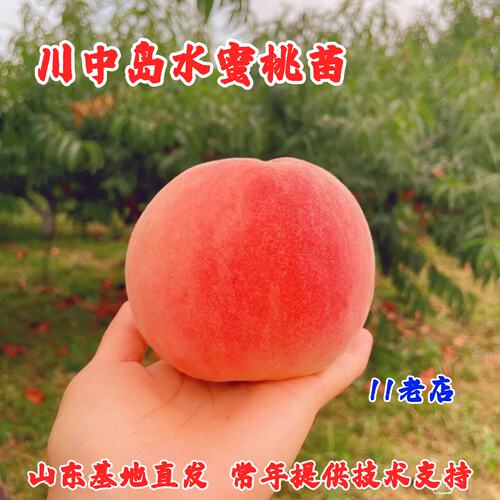 老品种日川水蜜桃树苗软