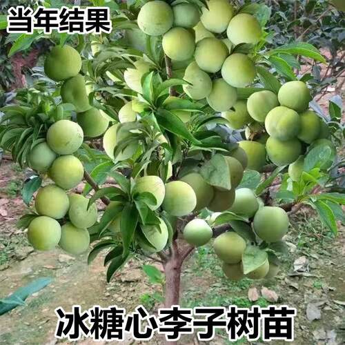 冰糖李子苗树当年结果带