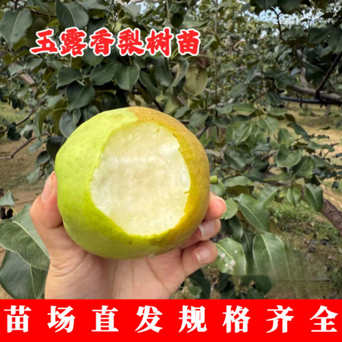 嫁接玉露香梨树果苗特大